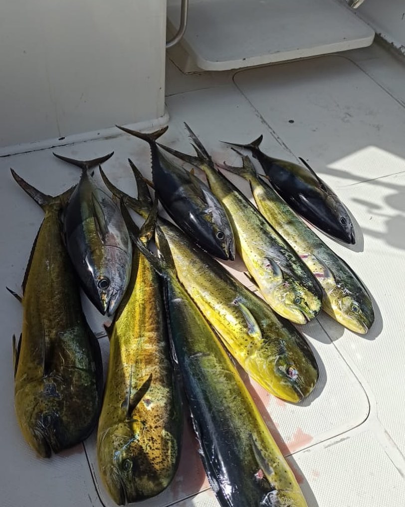 November 21, 2022 Great day of fishing AND catching Dorado and releasing Marlin on our 44′ Hatteras A first class and affordable choice for your excursion.